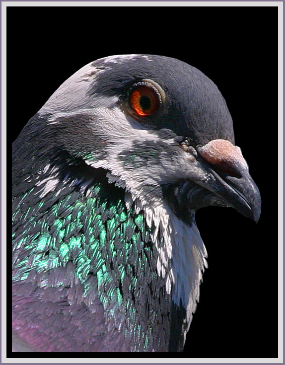 Pigeon!