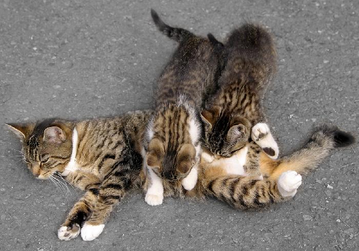 Kittens Feeding!
