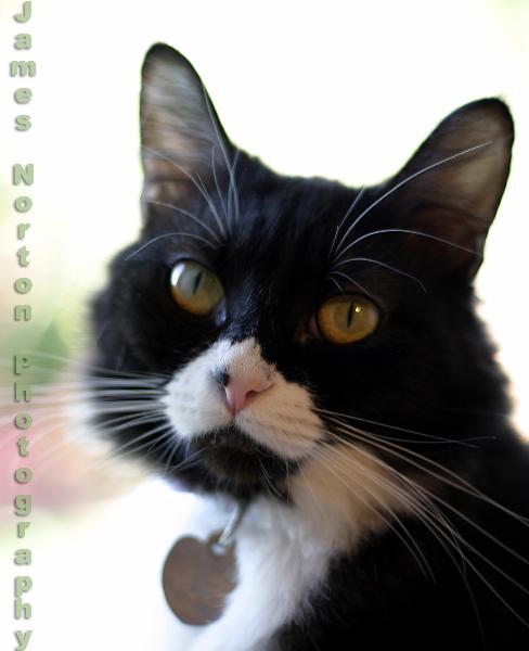 Oreo The Cat!