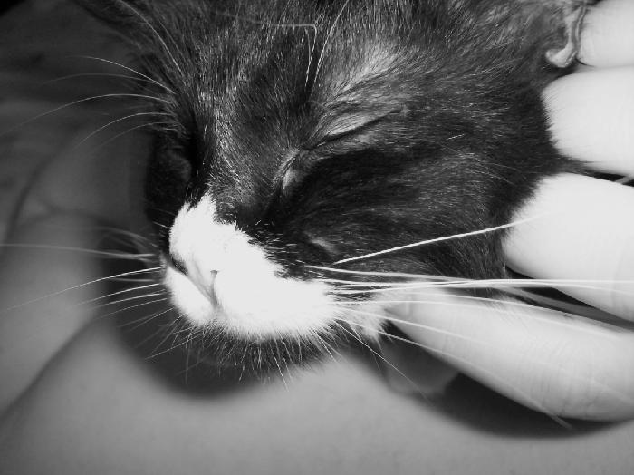 Friday Cat Photoblog - Oreo getting some love