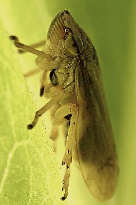 Little Green Bug!