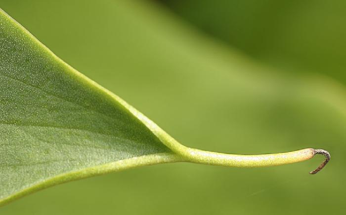 Leaf Tip!