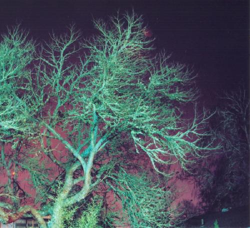 Trees in the Night II