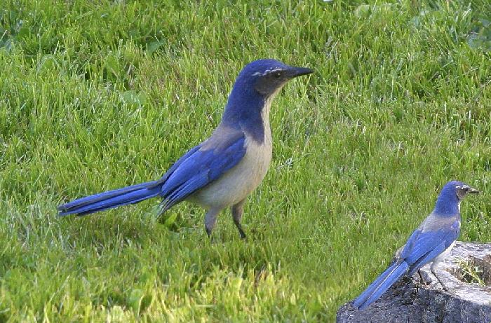 Scrub Jays