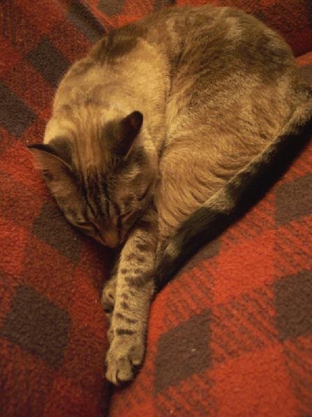 Friday Cat Photoblogging - Tito