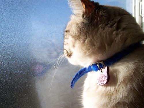 Cat in the Window