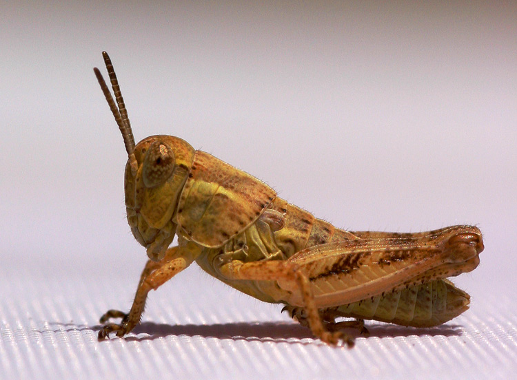 Grass Hopper Up Close and Personal