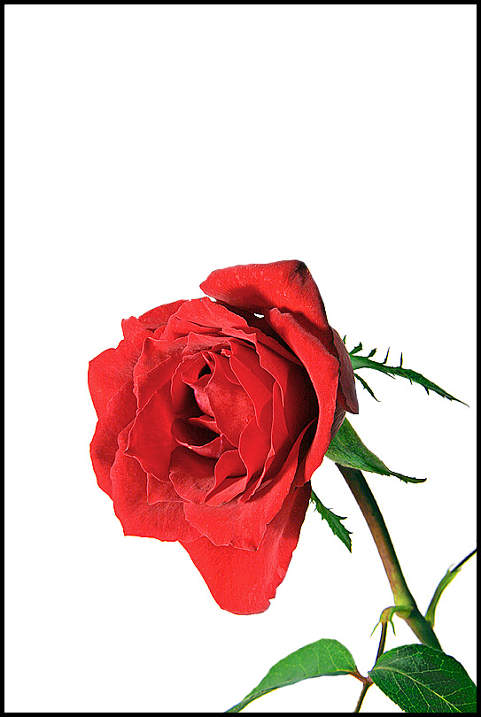 Simple Red Rose