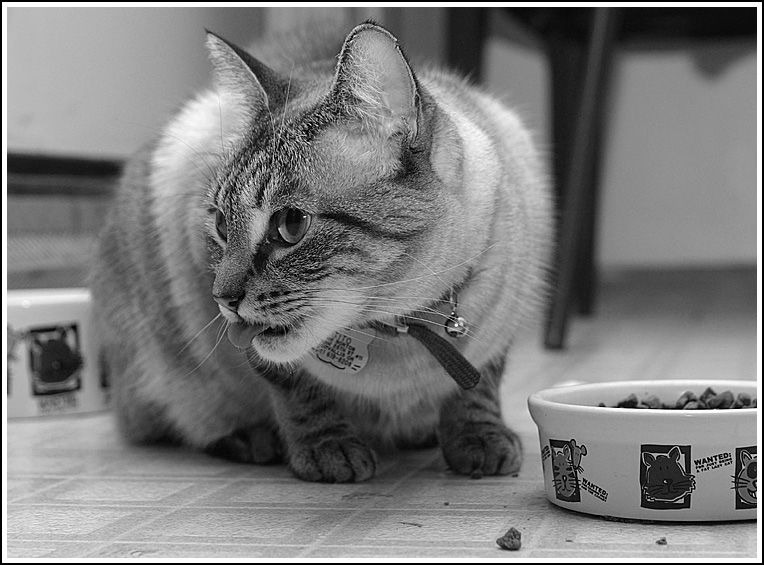 Tito Guards Her Food!