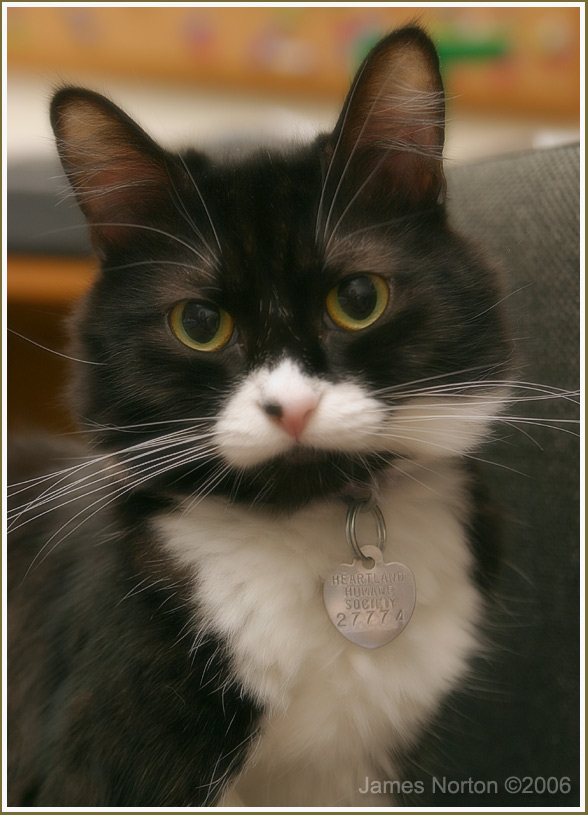 Curious Oreo Cat!