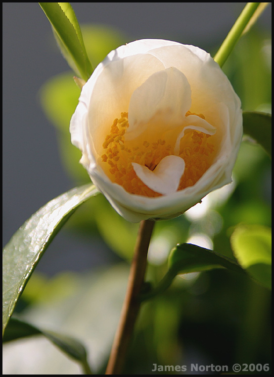 Chinese Gardens Flower