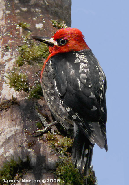 Red-breasted Sapsucker Woodpecker