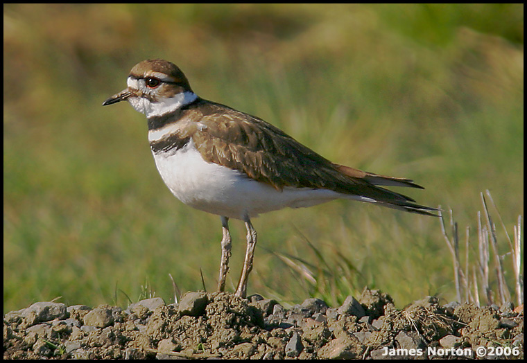 Killdeer at Finley National Wildlife Refuge