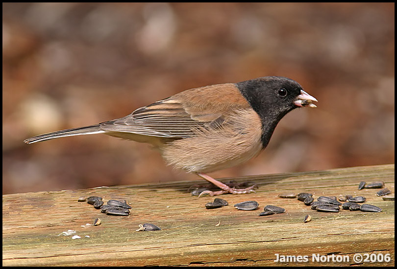 Bird Eating Seeds!