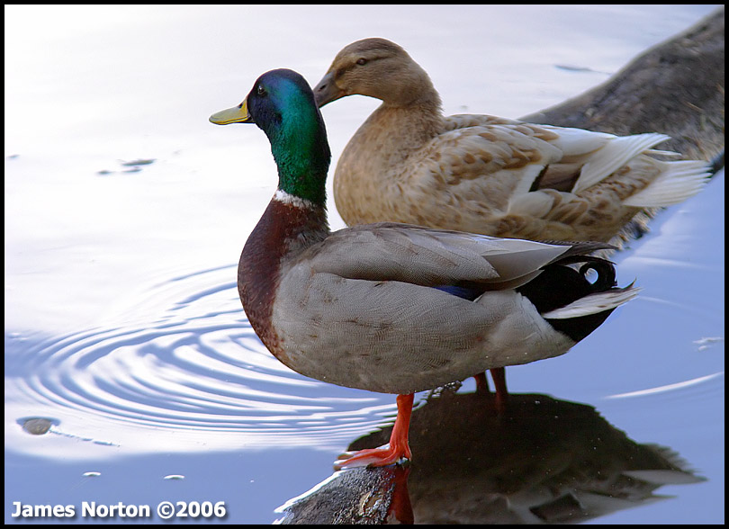 Mallard Duck Couple!
