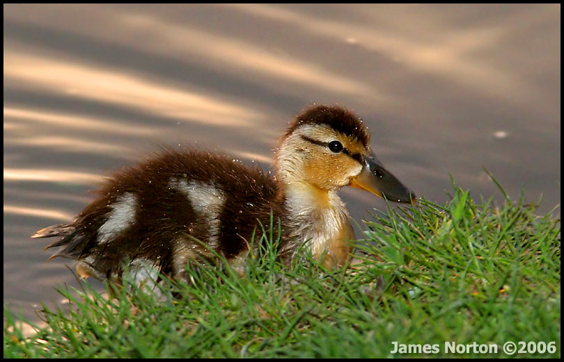 Baby Mallard Duck!