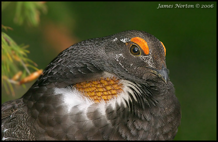 Male Blue Grouse Portrait #2