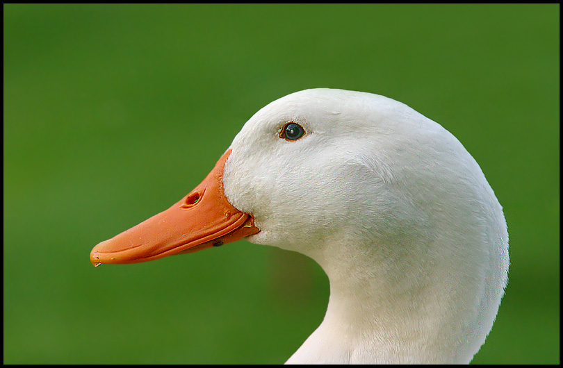 Domestic Goose