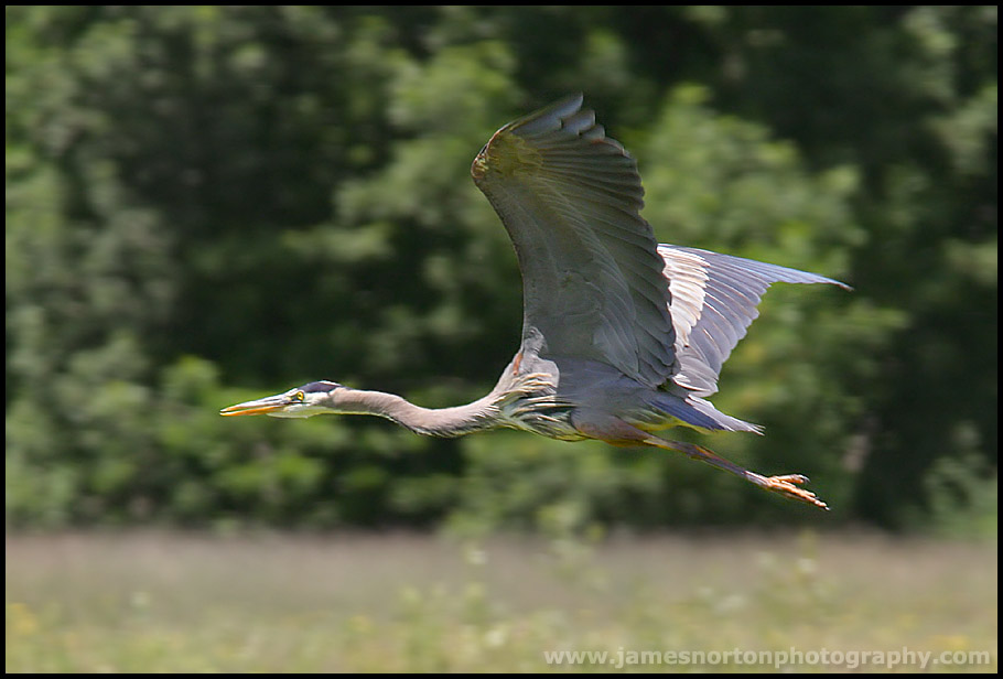 Blue Heron In Flight!