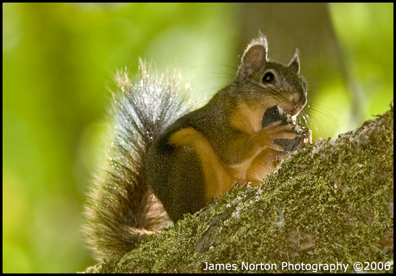 Douglas Squirrel Eating a Nut!