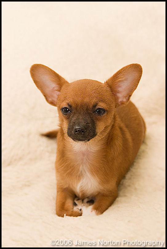 Waffles the Little Chiuahua