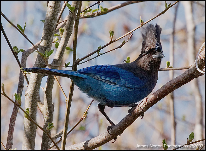 Stellar's Blue Jay at Cape Lookout