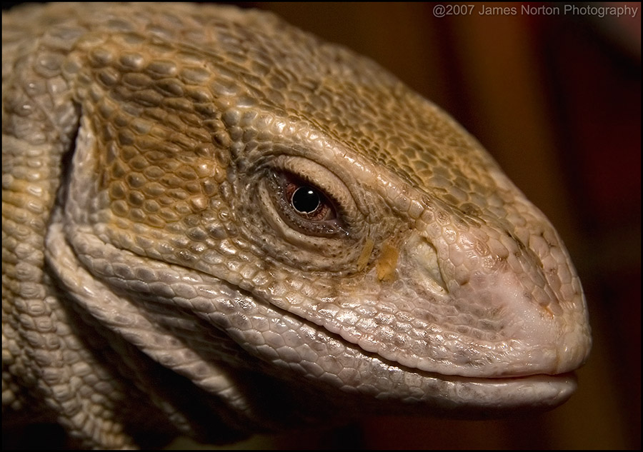 Another Reptile From Brad's WORLD Reptiles!