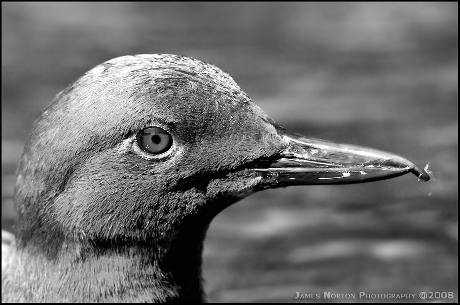 Oregon Coast Bird