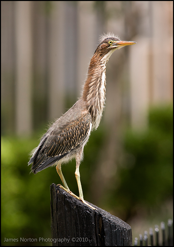 Young Heron / Crane