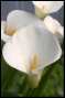 More Calla Lilies!