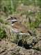 Killdeer in Southern Oregon - 2007