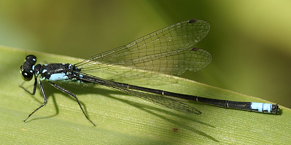 Damselfly!