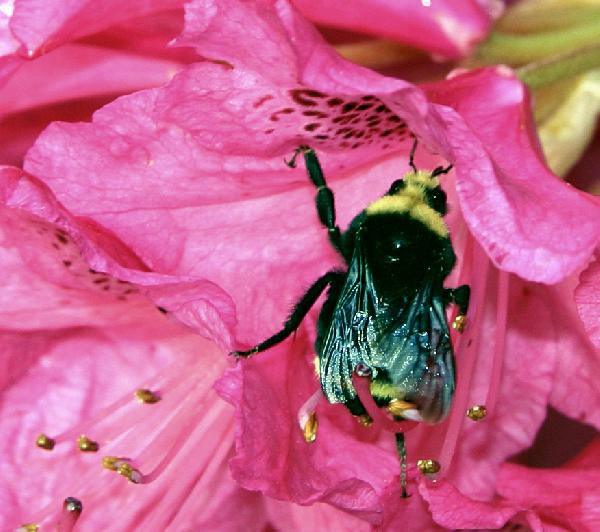 Bee on Rhododendron