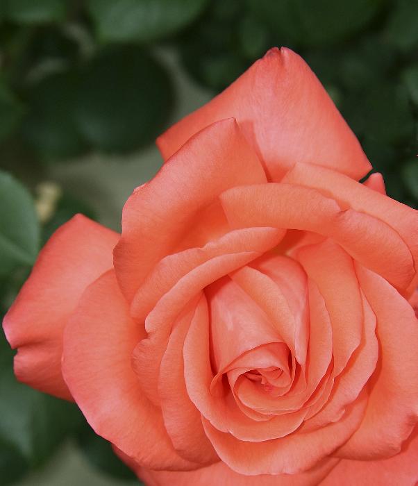Rosey!