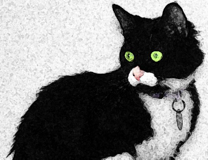 Abstract Oreo - Friday Cat Photoblog