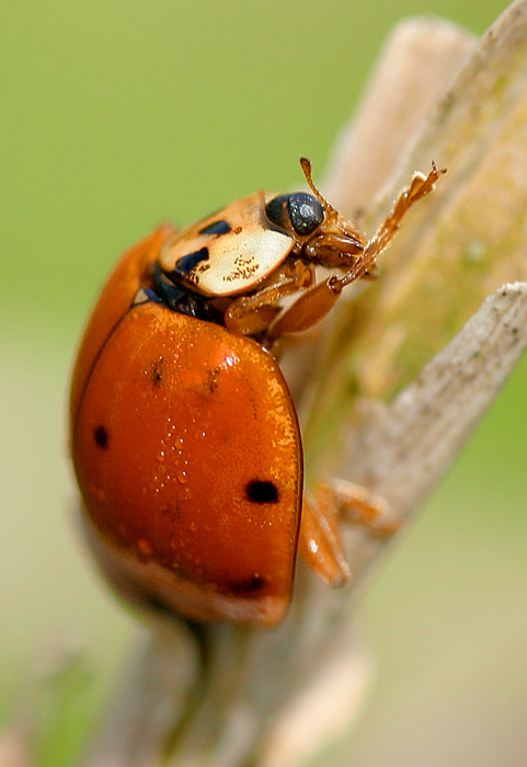 Ladybug Macro