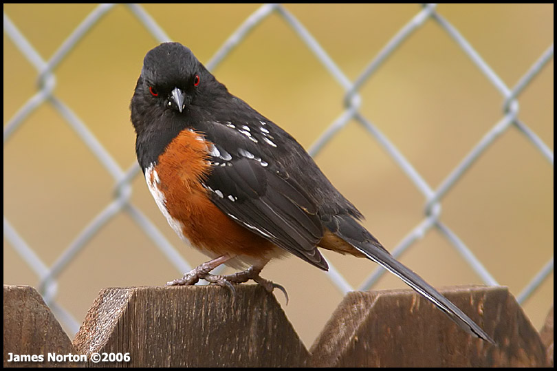 Posessed Spotted Towhee!