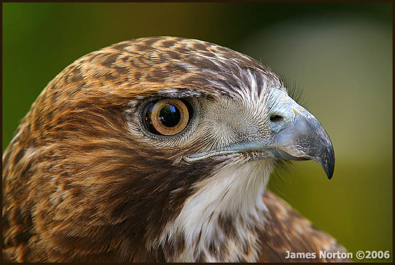 Red-Tailed Hawk!