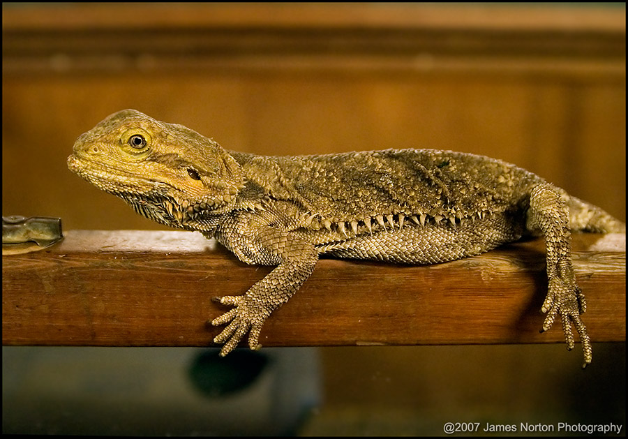 Bearded Dragon at Brad's World Reptiles!