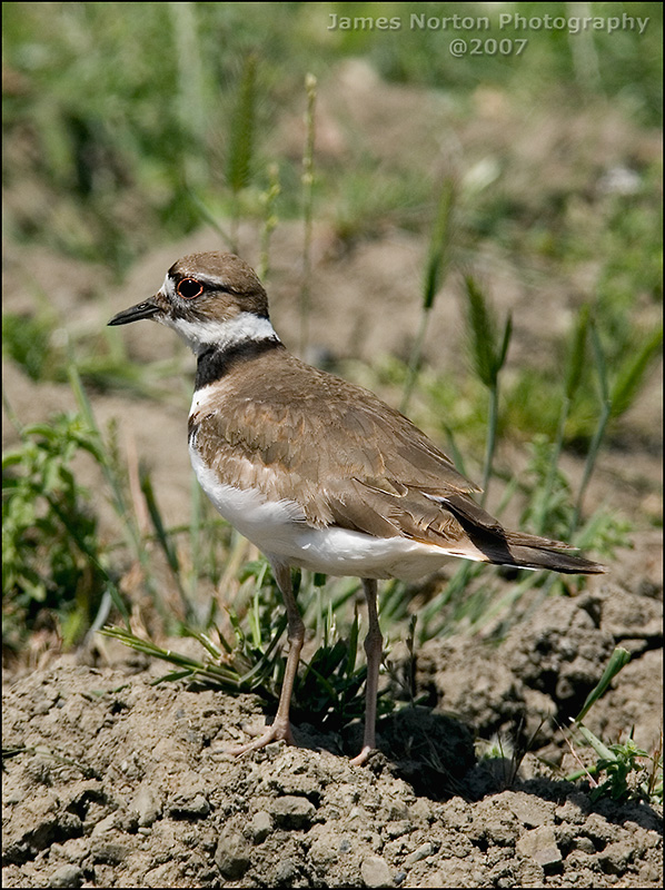 Killdeer in Southern Oregon - 2007