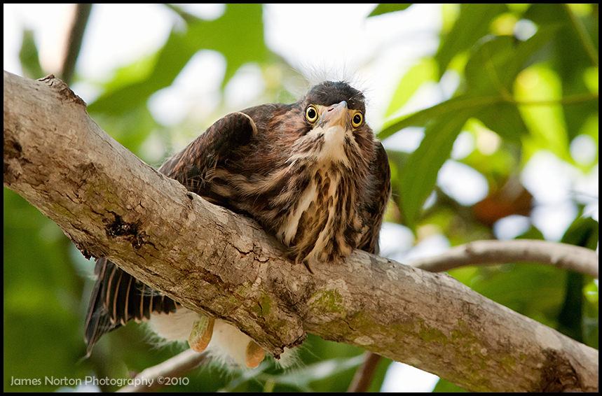 Young Heron / Crane Sitting In Tree